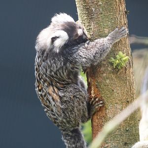 White tufted-ear marmoset (Callithrix jacchus), 2024-05-11