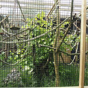 Cotton-top tamarin exhibit, 2024-05-11