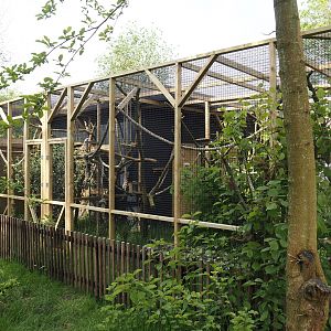 Cotton-top tamarin exhibit, 2024-05-11