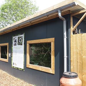 White tufted-ear marmoset and Cotton-top tamarin house, 2024-05-11