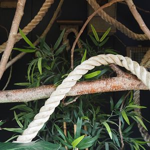 Part of indoor exhibit for Cotton-top tamarins, 2024-05-11