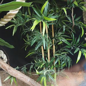 Part of indoor exhibit for Cotton-top tamarins, 2024-05-11