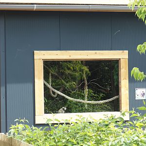 Indoor exhibit for White tufted-ear marmosets, 2024-05-11