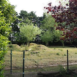 Emu, Parma wallaby and Red-necked wallaby exhibit, 2024-05-11