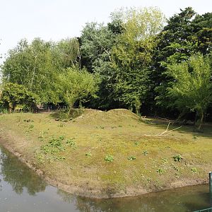 Emu, Parma wallaby and Red-necked wallaby exhibit, 2024-05-11