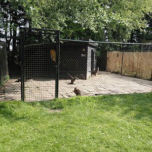 Parma wallaby and Red-necked wallaby holding paddock and barn, 2024-05-11