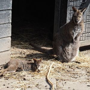 Parma wallaby (Notamacropus parma) and Red-necked wallaby (Notamacropus rufogriseus), 2024-05-11
