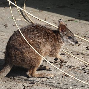 Parma wallaby (Notamacropus parma), 2024-05-11
