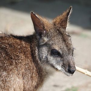 Parma wallaby (Notamacropus parma), 2024-05-11