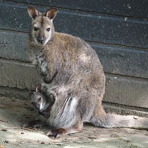 Red-necked wallaby (Notamacropus rufogriseus) with joey, 2024-05-11