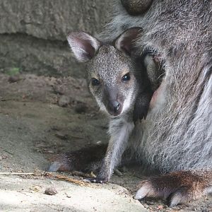 Red-necked wallaby (Notamacropus rufogriseus) joey, 2024-05-11
