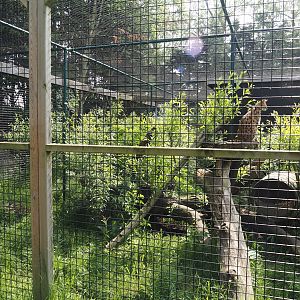 Serval exhibit, 2024-05-11
