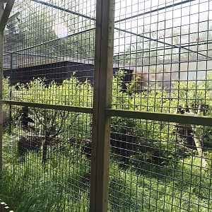 Serval exhibit, 2024-05-11