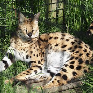 Serval (Leptailurus serval), 2024-05-11