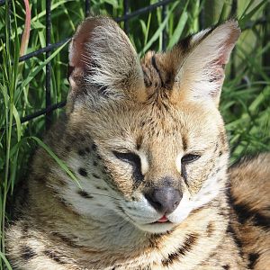Serval (Leptailurus serval), 2024-05-11
