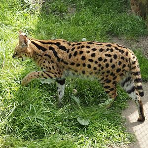 Serval (Leptailurus serval), 2024-05-11