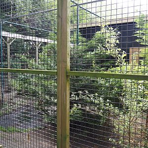 European wildcat exhibit, 2024-05-11