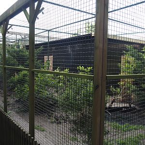 European wildcat exhibit, 2024-05-11