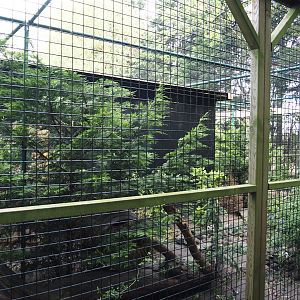 European wildcat exhibit, 2024-05-11