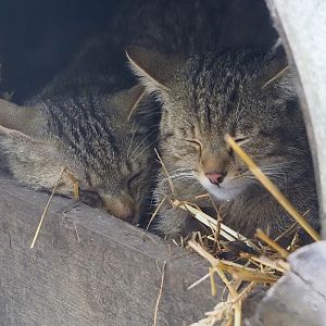 European wildcats (Felis silvestris silvestris), 2024-05-11