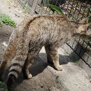 European wildcat (Felis silvestris silvestris), 2024-05-11