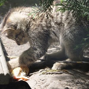 European wildcat kitten (Felis silvestris silvestris), 2024-05-11