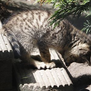 European wildcat kitten (Felis silvestris silvestris), 2024-05-11