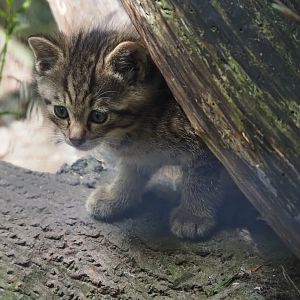 European wildcat kitten (Felis silvestris silvestris), 2024-05-11