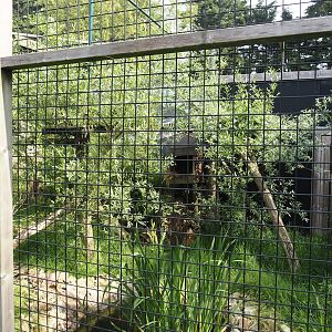 Second Ocelot exhibit, 2024-05-11