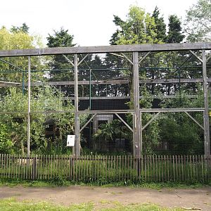 Ocelot exhibits, 2024-05-11