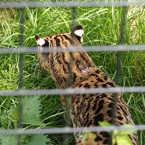 Ocelot (Leopardus pardalis), 2024-05-11