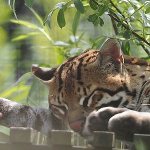 Ocelot (Leopardus pardalis), 2024-05-11