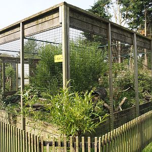 Jungle cat exhibit, 2024-05-11