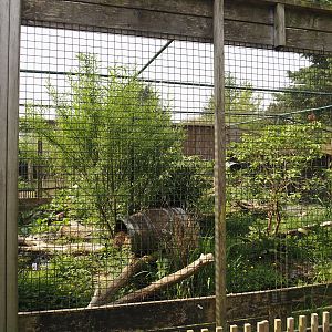 Jungle cat exhibit, 2024-05-11