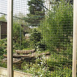 Jungle cat exhibit, 2024-05-11