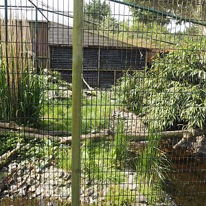 Jungle cat exhibit, 2024-05-11