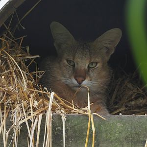Jungle cat (Felis chaus), 2024-05-11