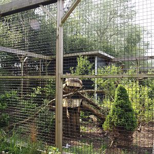 First bobcat exhibit, 2024-05-11
