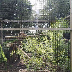 First bobcat exhibit, 2024-05-11
