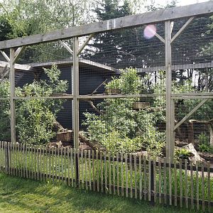 Second bobcat exhibit, 2024-05-11