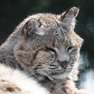 Bobcat (Lynx rufus), 2024-05-11