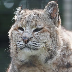 Bobcat (Lynx rufus), 2024-05-11