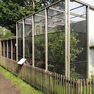 Cape genet exhibit, 2024-05-11