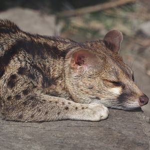 Cape genet (Genetta tigrina), 2024-05-11
