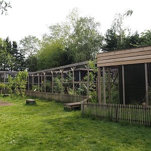 Small cat exhibits, 2024-05-11