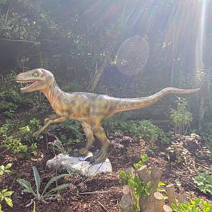 Deinonychus - August 2024