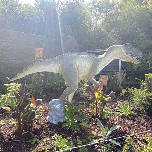 Allosaurus - August 2024