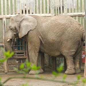 "Protea", the African elephant - Santiago Zoo (Zoologico nacional)