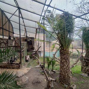 Geoffroy's spider monkey exhibit - Santiago Zoo (Zoologico nacional)