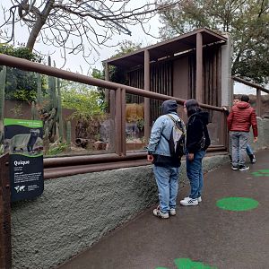 Lesser grison exhibit - Santiago Zoo (Zoologico nacional)